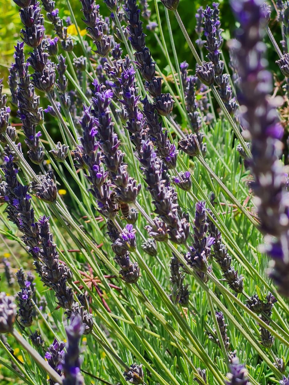 Abeja en lavanda de Clínica Apival